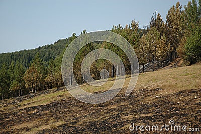 Pine forest after fire Stock Photo