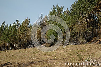 Pine forest after fire Stock Photo