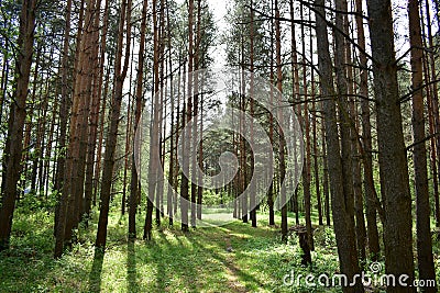 Pine forest. Green grass. Tall, slender trees. Long alleys. light of the sun`s rays Stock Photo