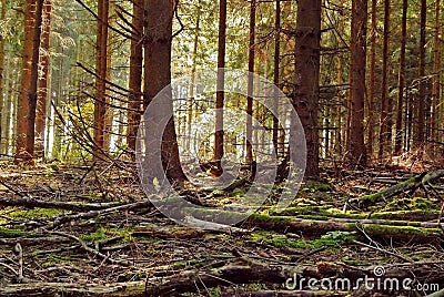 Pine forest ground background Stock Photo