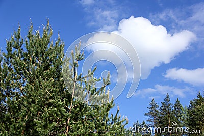 Pine forest Stock Photo