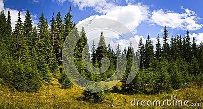 pine forest landscape Stock Photo