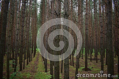 Pine forest is the lightest of all types of forests Stock Photo