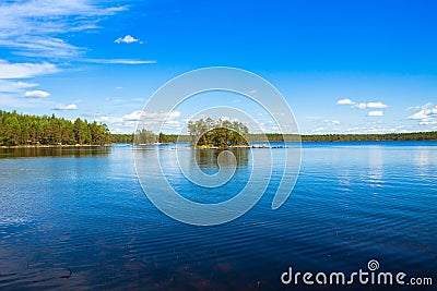 Pine forest near the lake Stock Photo