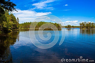 Pine forest near the lake Stock Photo