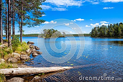 Pine forest near the lake Stock Photo