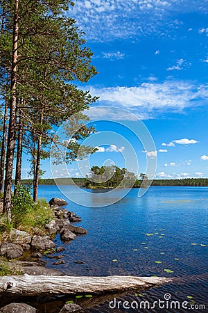 Pine forest near the lake Stock Photo