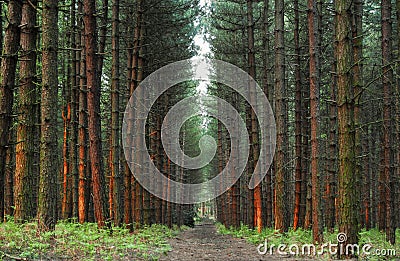 Pine forest in Notinghamshire Stock Photo