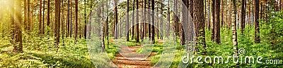 Pine forest panorama Stock Photo