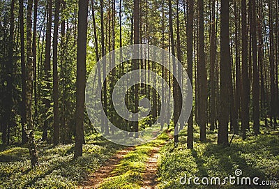 Pine forest and a path Stock Photo