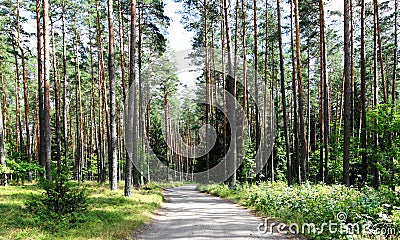 Pine forest Stock Photo