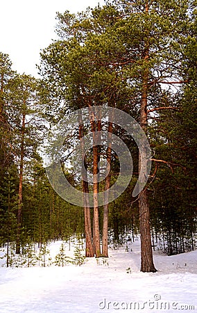 A pine forest. Stock Photo