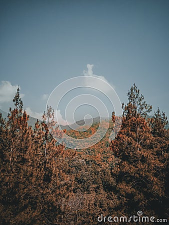 Pine forest Pine forest as far as the eye can see Stock Photo