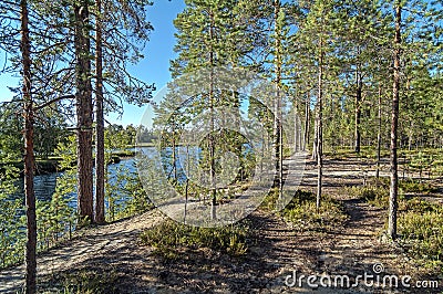 Pine forest on the river bank. Stock Photo