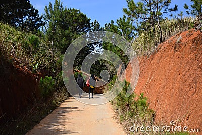 Pine forest with the road throught the forest for travel in Dalat, Vietnam Stock Photo