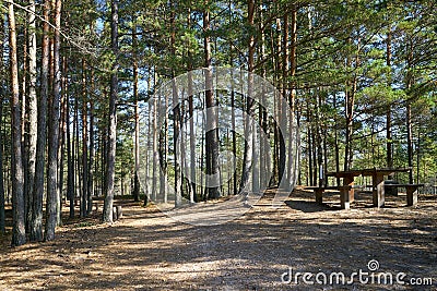 Pine forest scene with picnic zone. Kemeri National park, Latvia Stock Photo