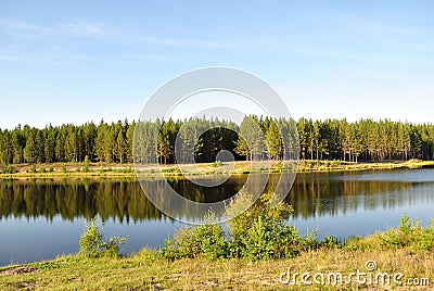 Pine forest on the shores of Lake Stock Photo