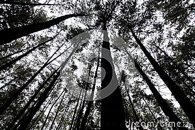 Pine forest silhouette. Silhouette of pine trees in the morning. Bottom view of tall pine trees in Gunung Pancar, Bogor, Indonesia Stock Photo