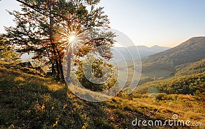 Pine forest. Spring. Sunset. Stock Photo