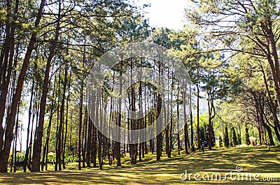 Pine forest Stock Photo