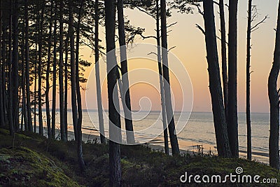 Pine forest. Sunset at Baltic sea Stock Photo