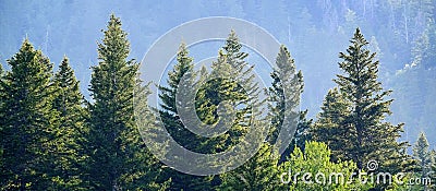 Pine Forest in Wilderness Mountains Stock Photo