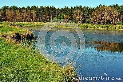 Pine forest and willows on the shore of the lake on the hills, on a background of blue sky, sunny spring day Stock Photo