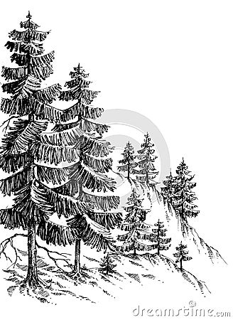 Pine forest Vector Illustration