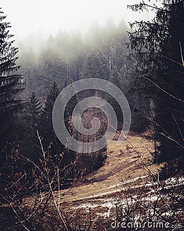 Pine forest in winter with snow on the ground Stock Photo