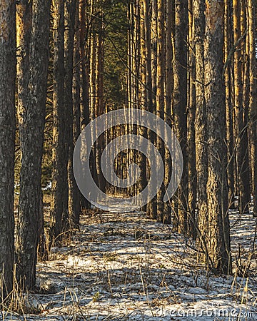 Pine forest in winter. The sun shines through the trees. Snow covered glade. Sun rays. Beautiful nature. Russia Stock Photo