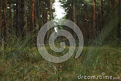 Pine forest on a wonderful bright day Stock Photo
