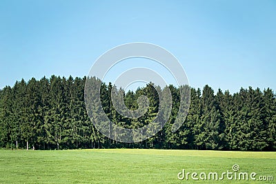Pine forests Stock Photo
