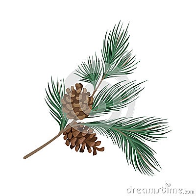 Pine branch with rare needles and cones. Vector illustration. Vector Illustration