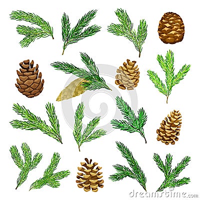 Pine Green Needle Branch and Cones Big Vector Set Vector Illustration