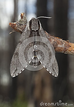Pine Hawk-moth (Sphinx pinastri) Stock Photo