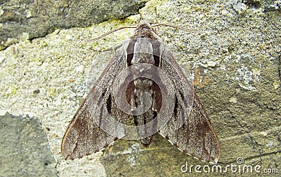 Pine hawk-moth Sphinx pinastri Stock Photo