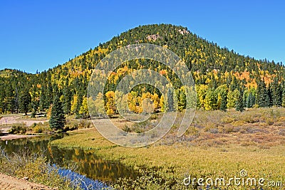 A Pine Hill Peppered with Golden Aspens near Stream Stock Photo