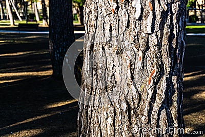 Pine with its bark in the sun at the end of winter in the forest Stock Photo