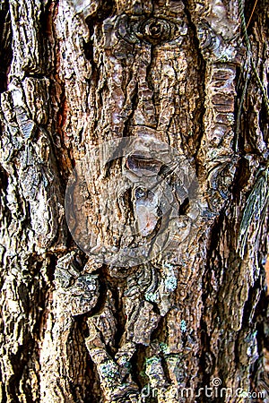 Texture of pine bark - coniferous plant Stock Photo