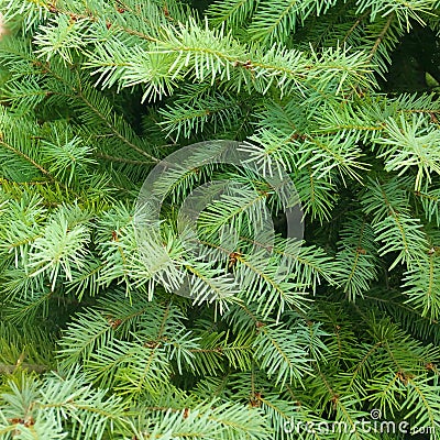 Pine leaf - close up Stock Photo