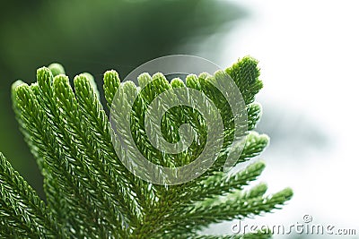 Pine Leaf Stock Photo