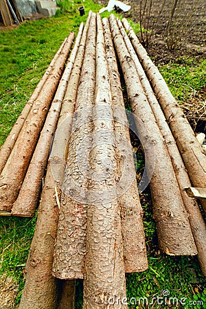 Pine logs on grass Stock Photo