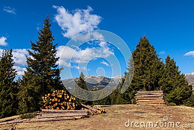 Pine logs Stock Photo