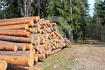 Pine Logs in Spring Forest Stock Photo