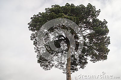 Pine that looks like a palm Stock Photo