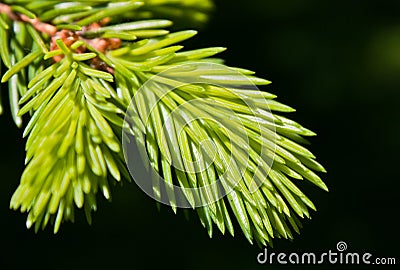 Pine macro Stock Photo