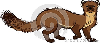 Pine Marten Vector Illustration