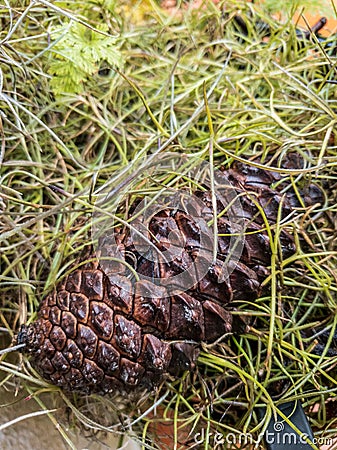 Pine in the middle of grass Stock Photo