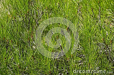 Pine needle. Stock Photo