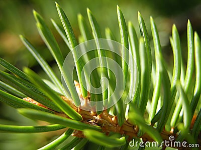 Pine Needles Stock Photo